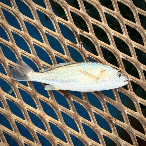 シログチの釣果