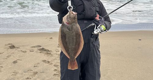 ヒラメの釣果