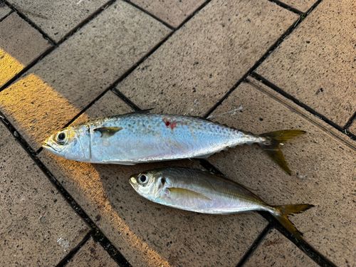 サバの釣果