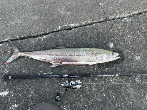 サワラの釣果
