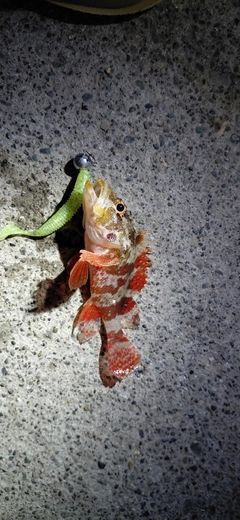 イソカサゴの釣果