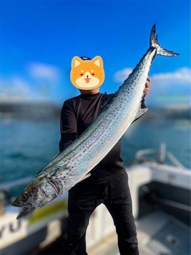 サワラの釣果