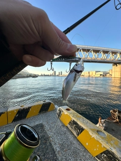 サッパの釣果