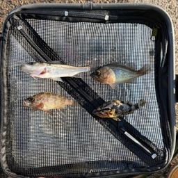 タケノコメバル