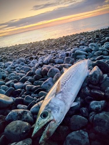 サゴシの釣果