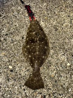 ヒラメの釣果