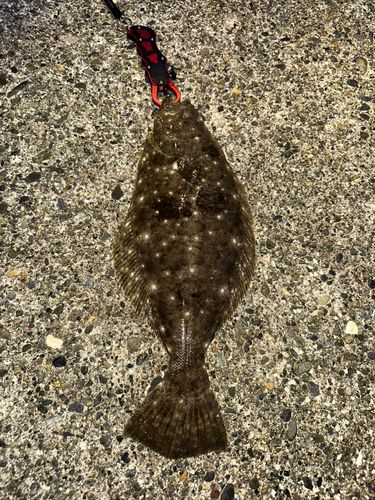 ヒラメの釣果