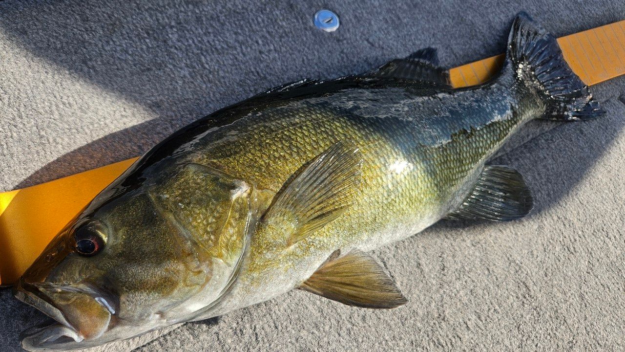 スモールマウスバス