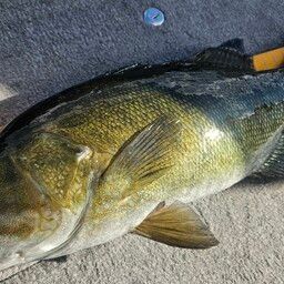 スモールマウスバス