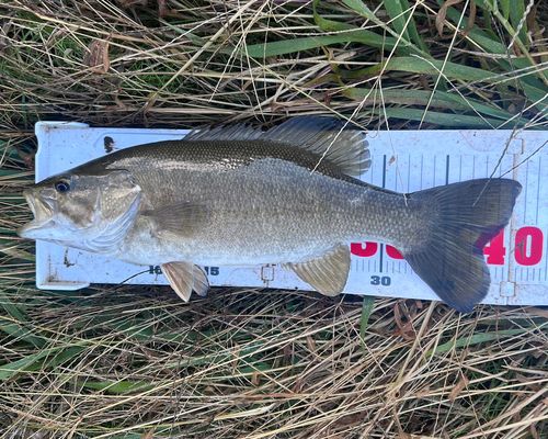 スモールマウスバスの釣果