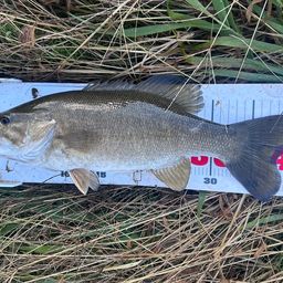 スモールマウスバス