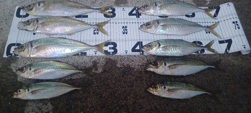 マアジの釣果