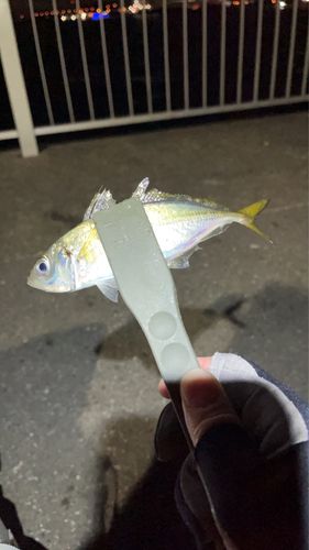 マアジの釣果