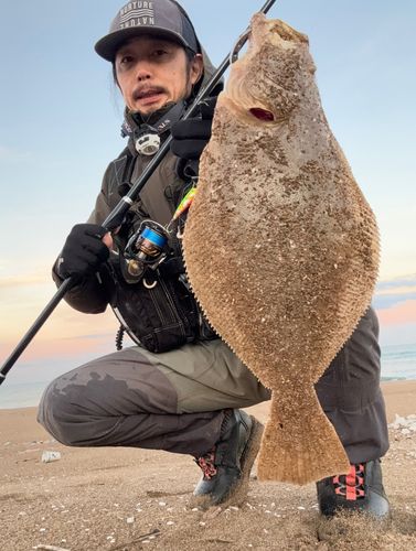 ヒラメの釣果