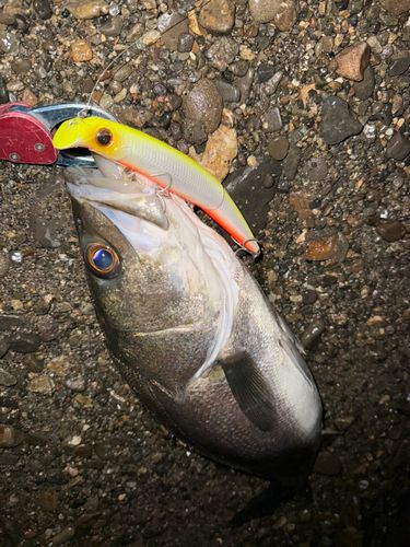 大野川（大分）