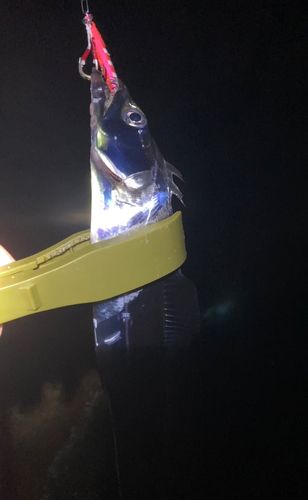 タチウオの釣果