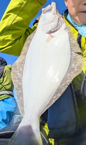 ヒラメの釣果