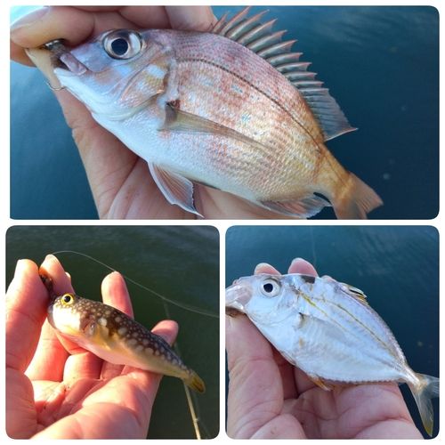 チャリコの釣果