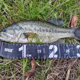 ラージマウスバス