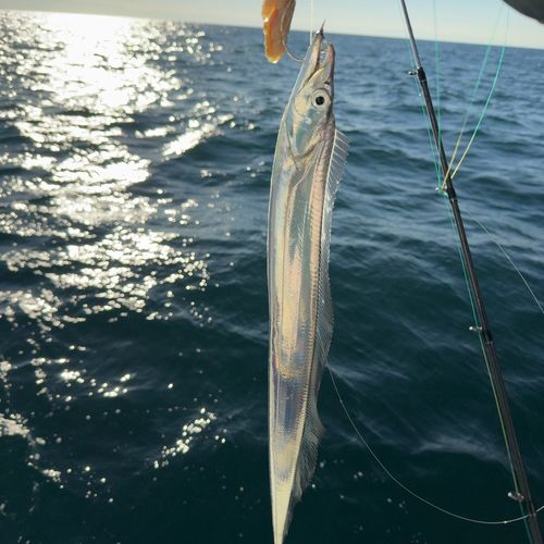 タチウオの釣果