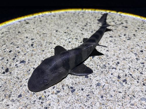 ドチザメの釣果