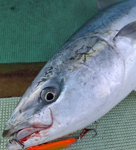 ブリの釣果