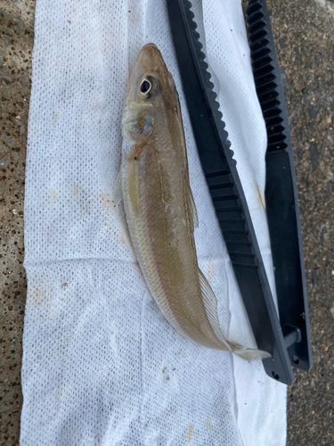 シロギスの釣果