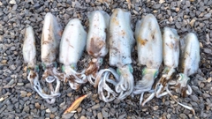 アオリイカの釣果