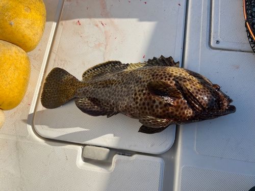 シロブチハタの釣果