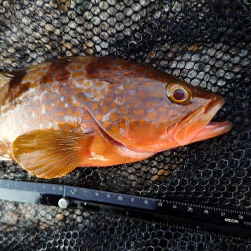 キジハタの釣果