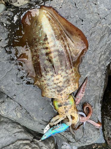 アオリイカの釣果