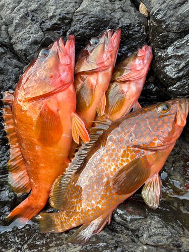 アカハタの釣果