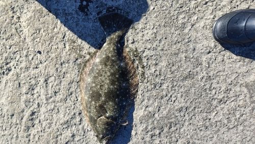 ヒラメの釣果