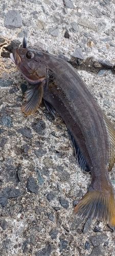 アイナメの釣果