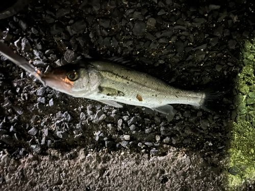 セイゴ（マルスズキ）の釣果
