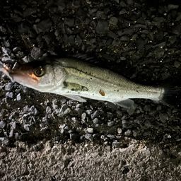 セイゴ（マルスズキ）