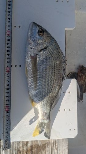 チヌの釣果