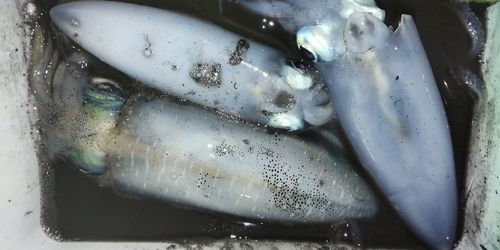 イカの釣果