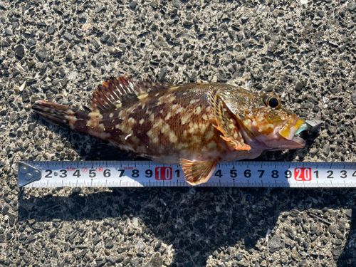 かまえ海上釣り堀 釣っちゃ王