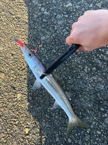 アカカマスの釣果