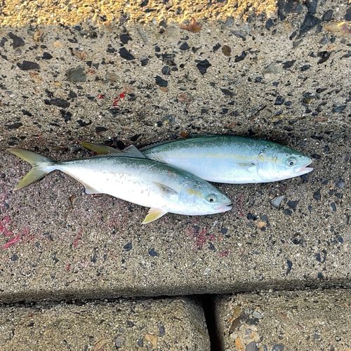 ワカナゴの釣果