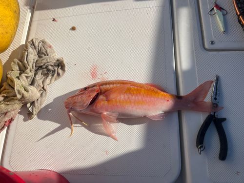 ホウライヒメジの釣果