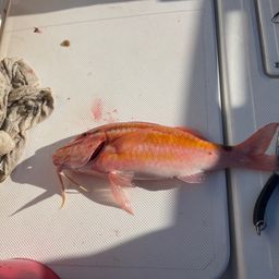 ホウライヒメジ