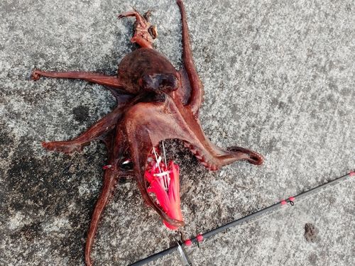 タコの釣果