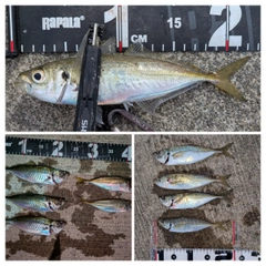 アジの釣果