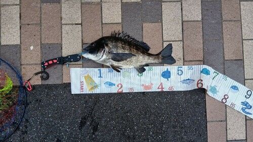 東京湾（アクアライン〜富津）