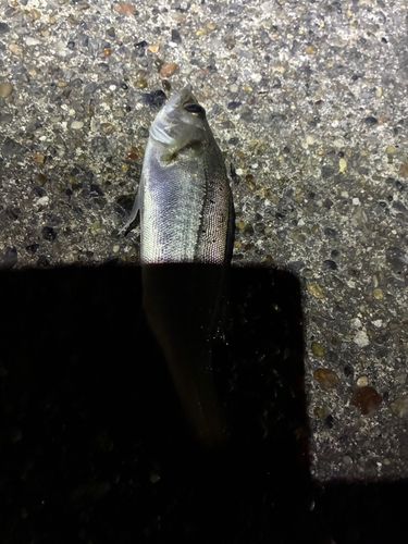 東京ゲートブリッジ付近