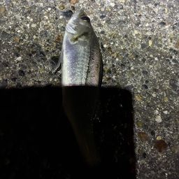 セイゴ（マルスズキ）