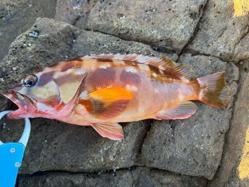 アカハタの釣果