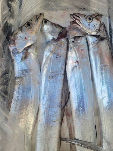 タチウオの釣果